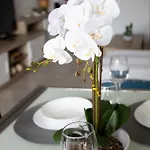 Rosa 푸엔히롤라